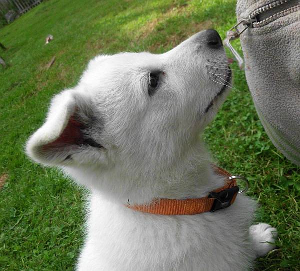 Weisser Schferhundwelpe von den Grenzgngern